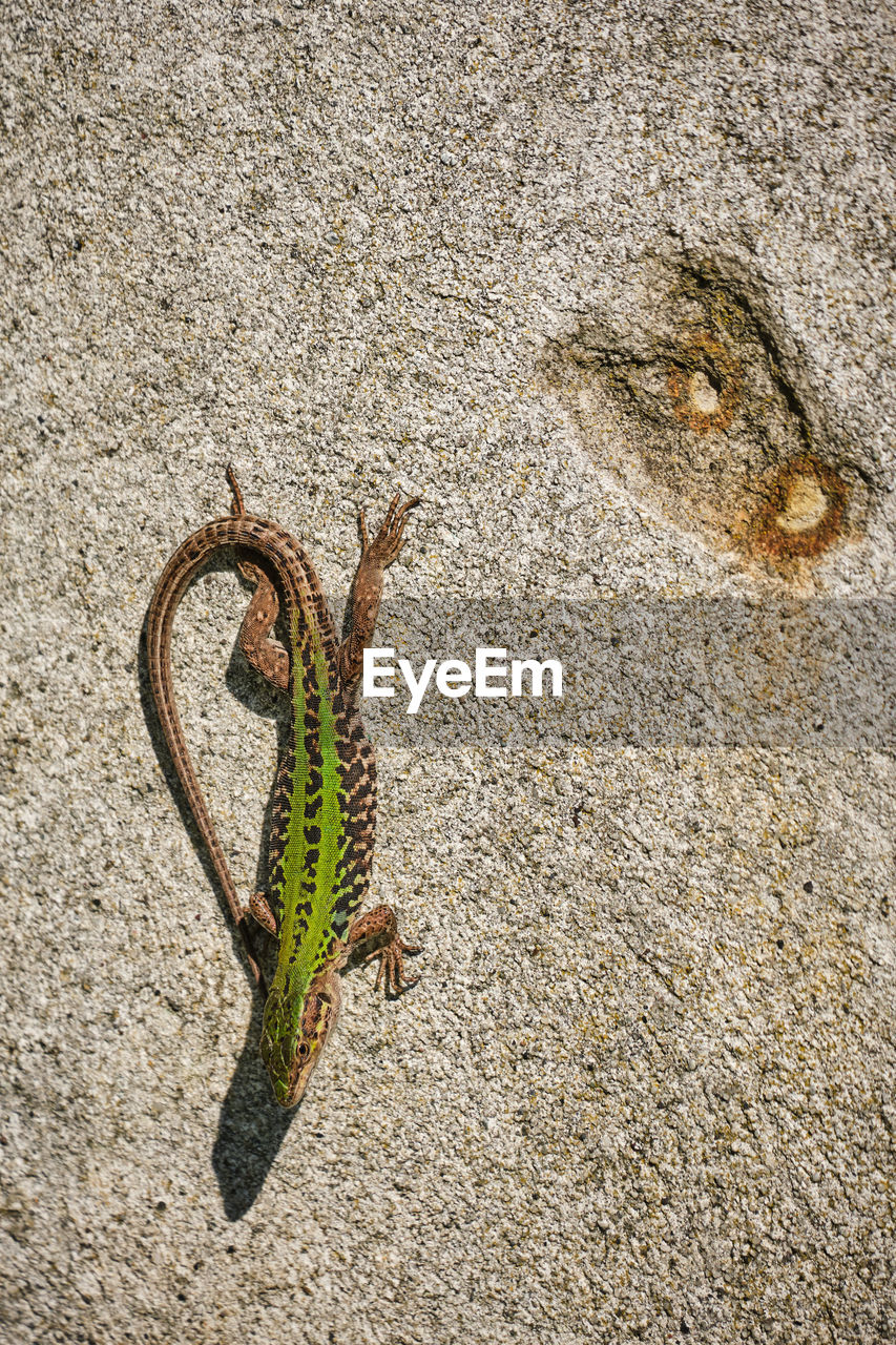 High angle view of lizard on wall