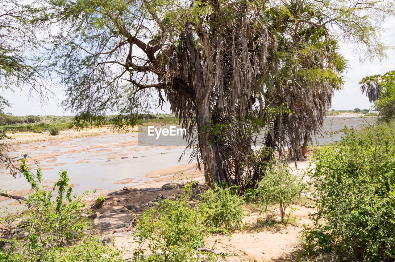 TREES GROWING ON SHORE AGAINST SKY