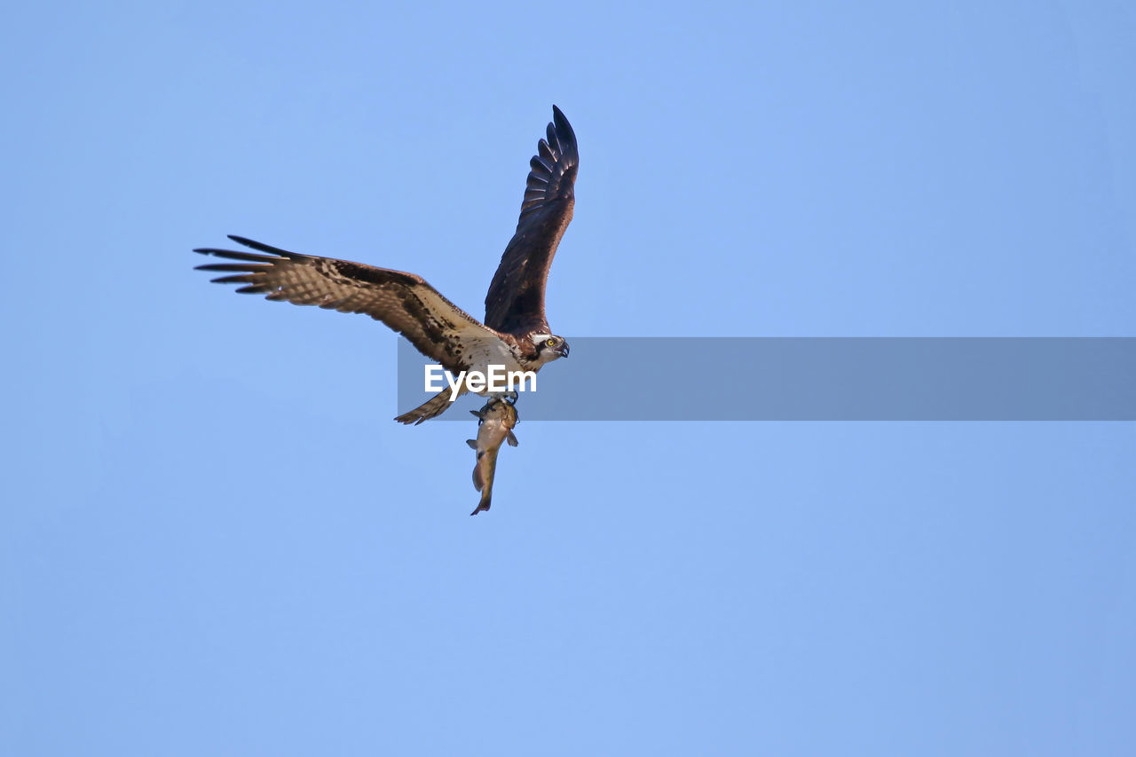 Low angle view of osprey holding fish while flying against clear blue sky