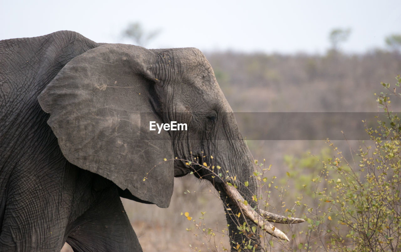 Side view of african elephant in forest