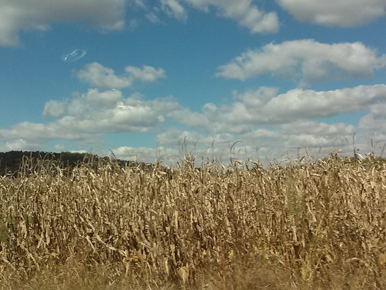 SCENIC VIEW OF WHEAT FIELD