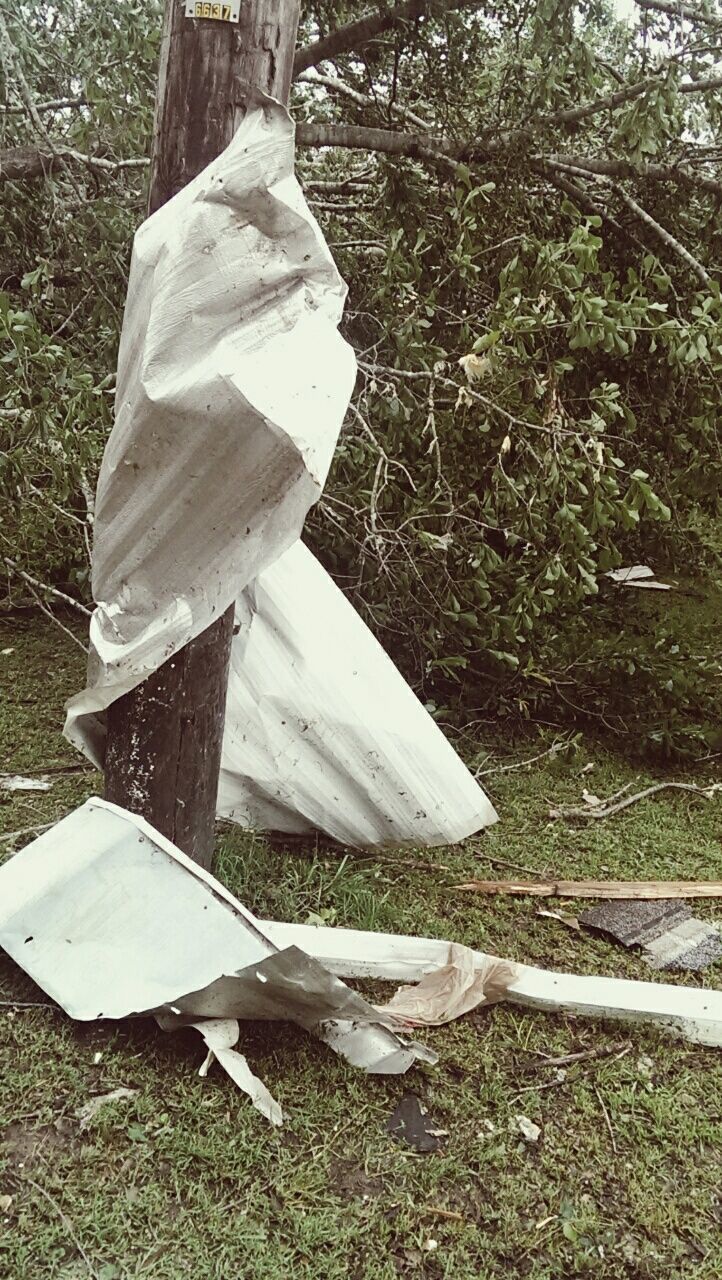 Tree destroyed by tornado