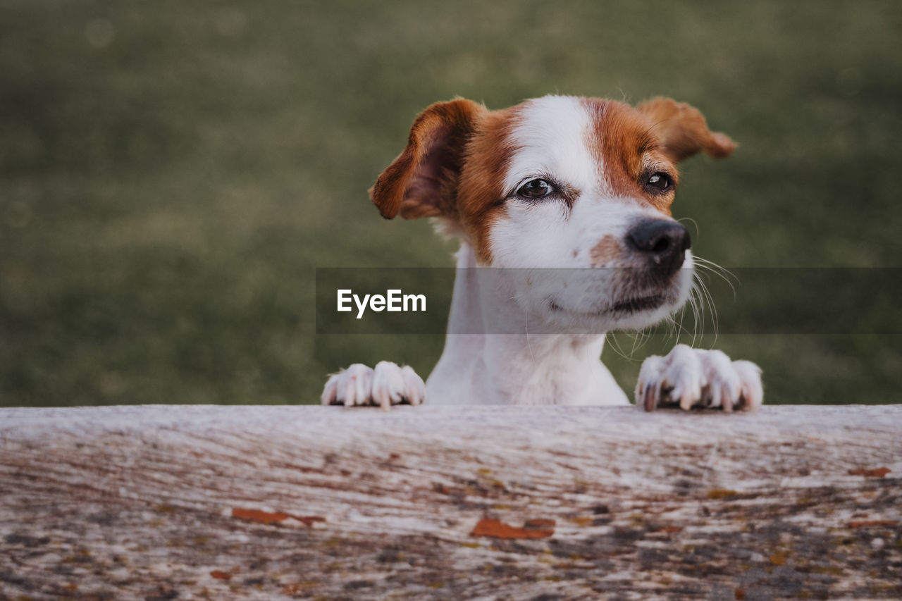 CLOSE-UP PORTRAIT OF DOG LOOKING AWAY