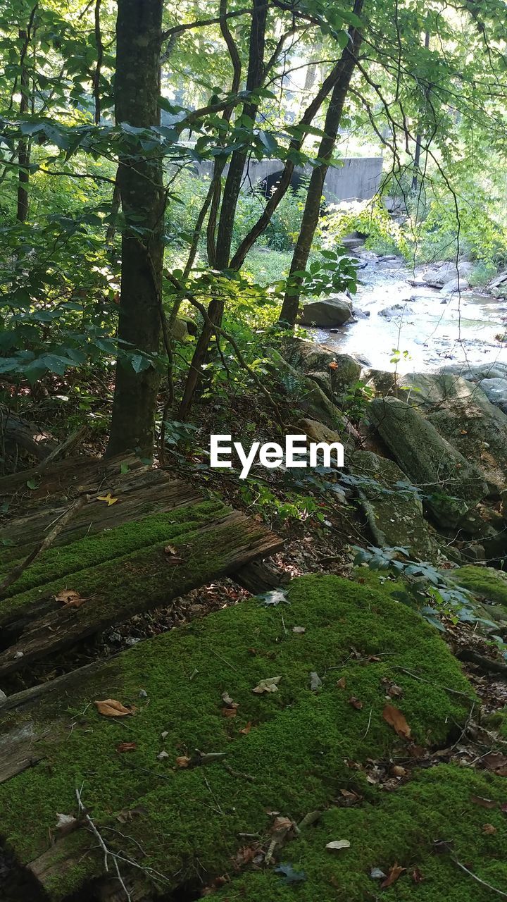 VIEW OF TREES GROWING IN FOREST