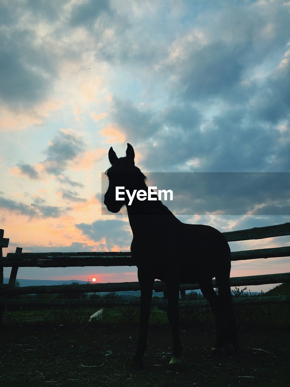HORSE STANDING ON FIELD AGAINST SKY DURING SUNSET