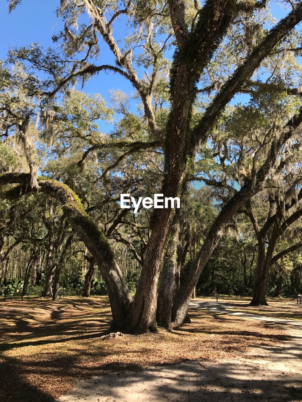 Trees against clear sky