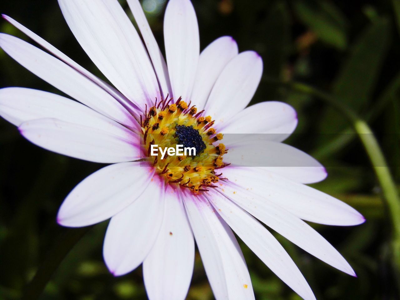 CLOSE-UP OF BEE POLLINATING FLOWER