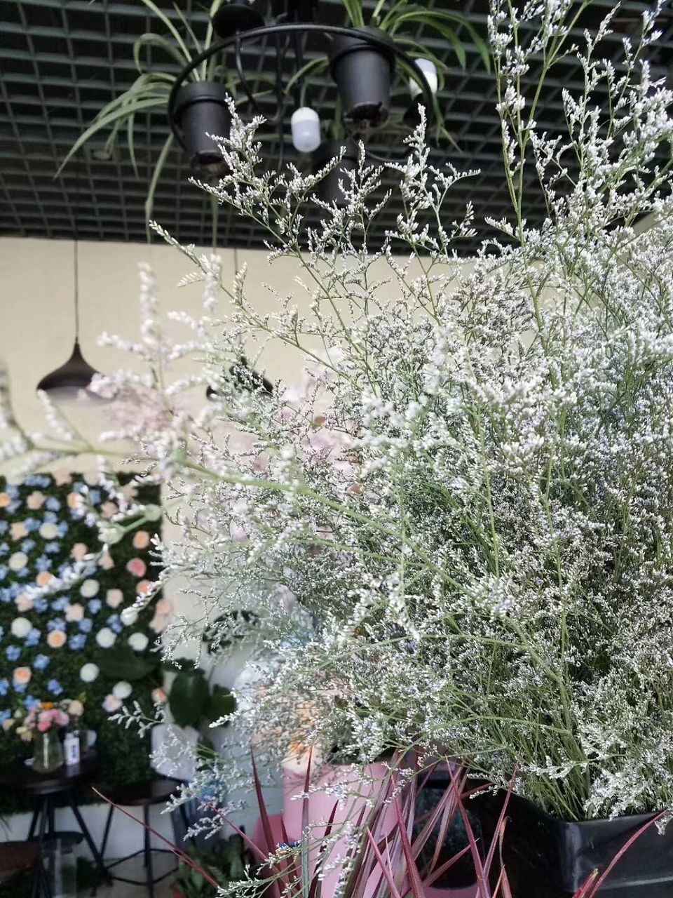 CLOSE-UP OF FLOWERS HANGING ON PLANT