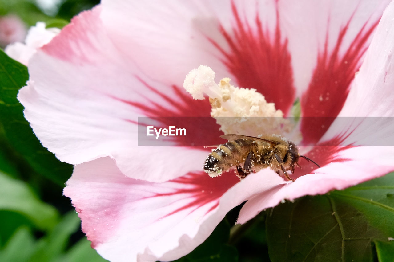 Close-up of bee on flower