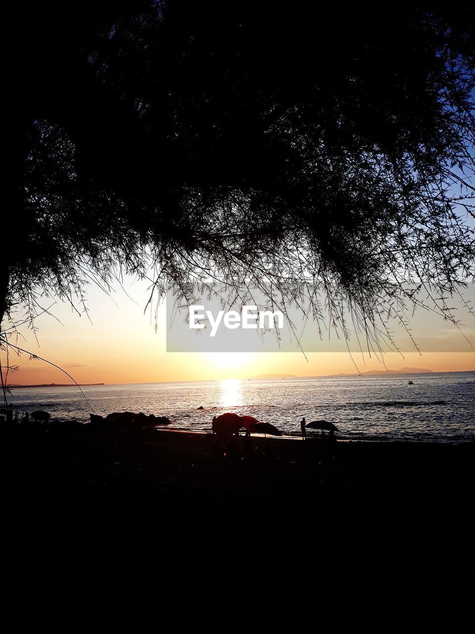 SILHOUETTE TREE ON BEACH AGAINST SKY DURING SUNSET