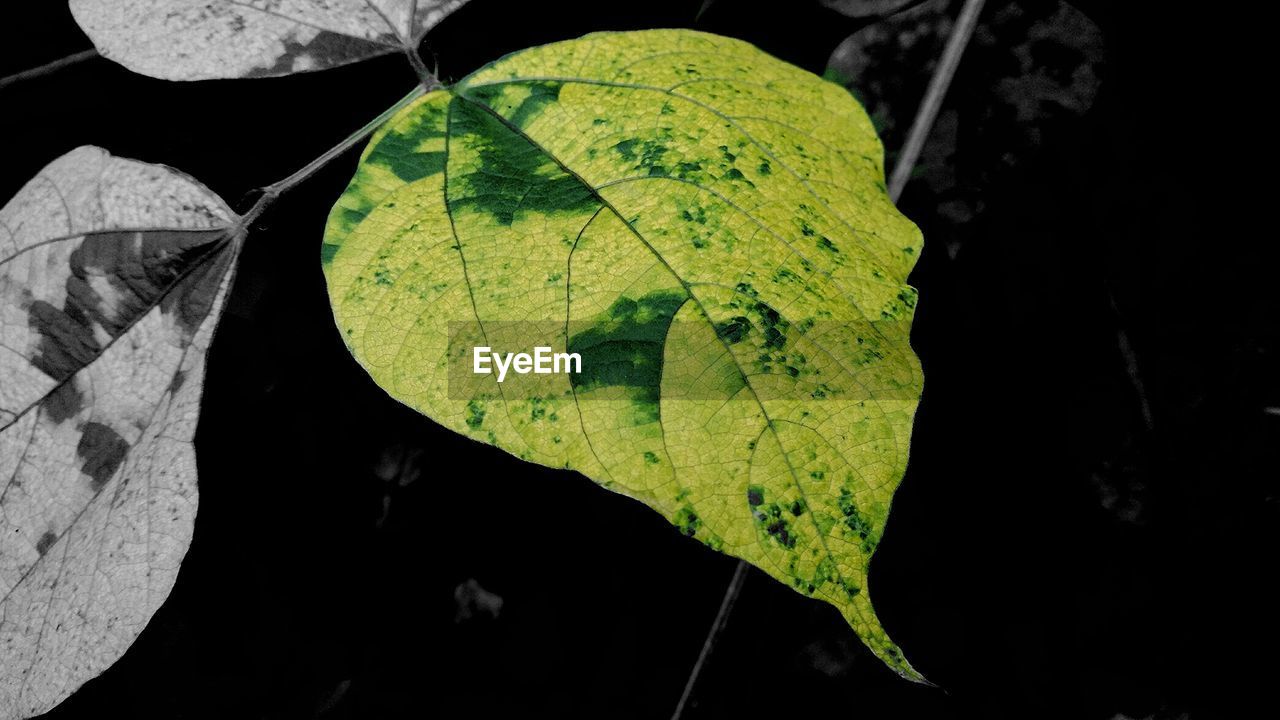 CLOSE-UP OF DAMAGED LEAF ON PLANT