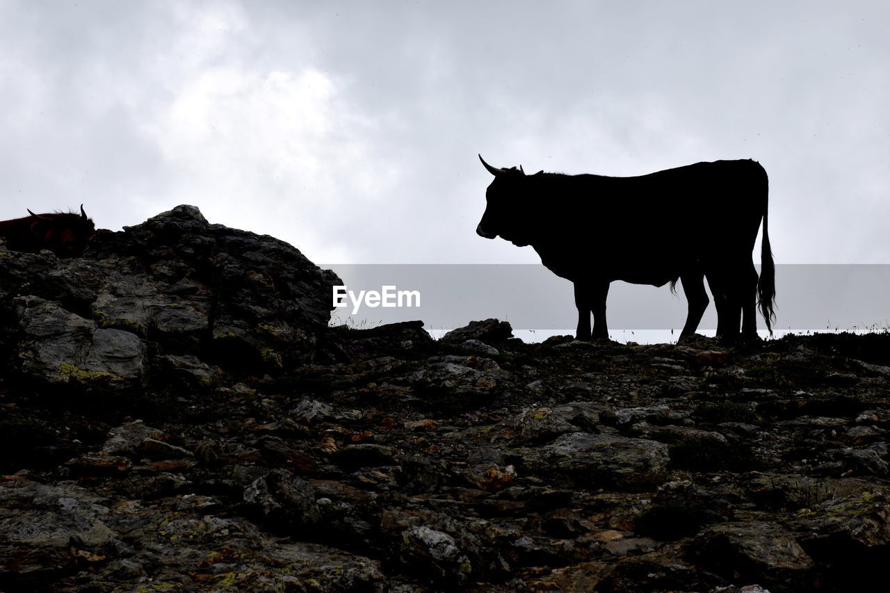 Low angle view of cow standing on rock against sky