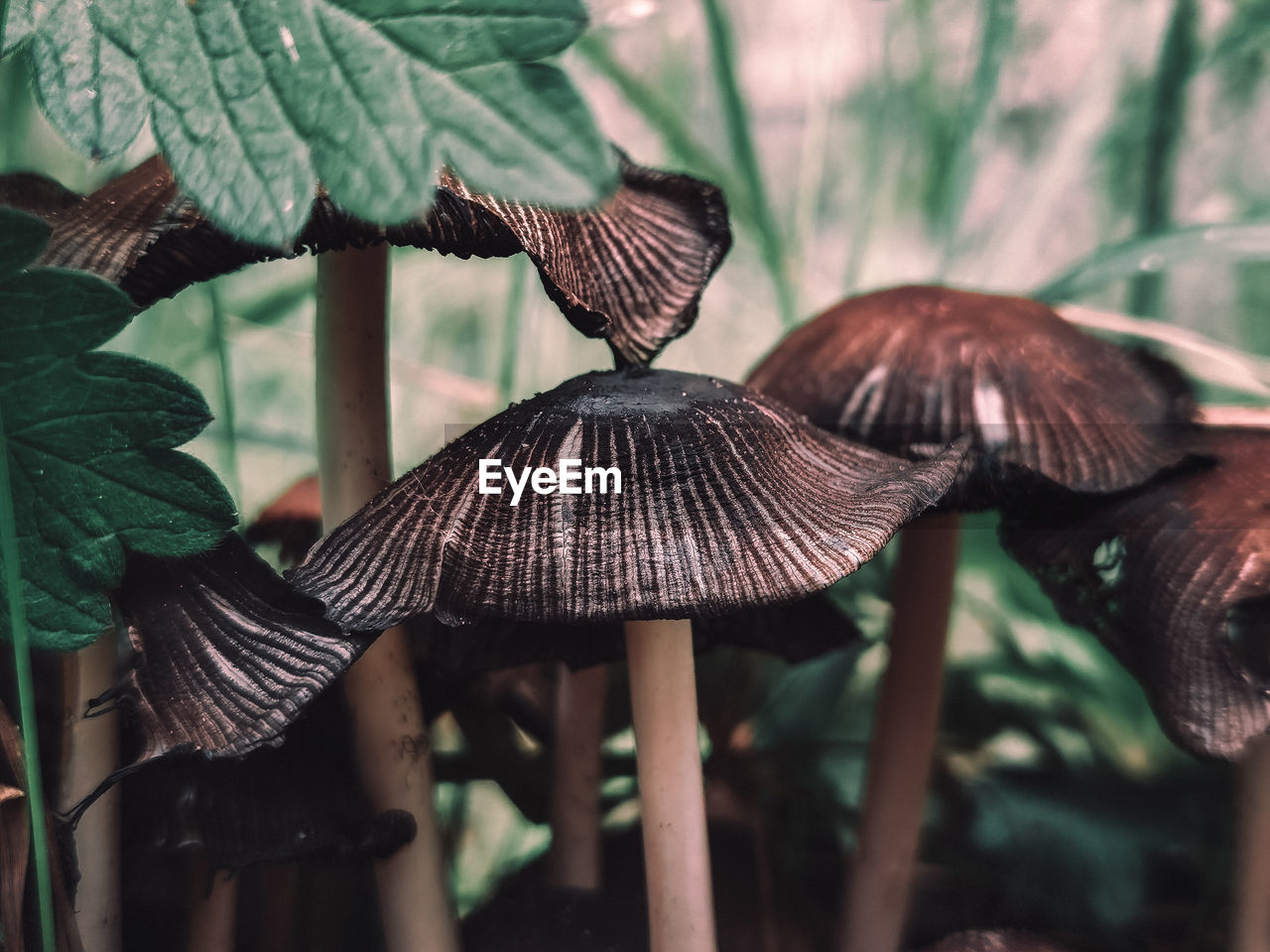 Close-up of mushroom growing on plant