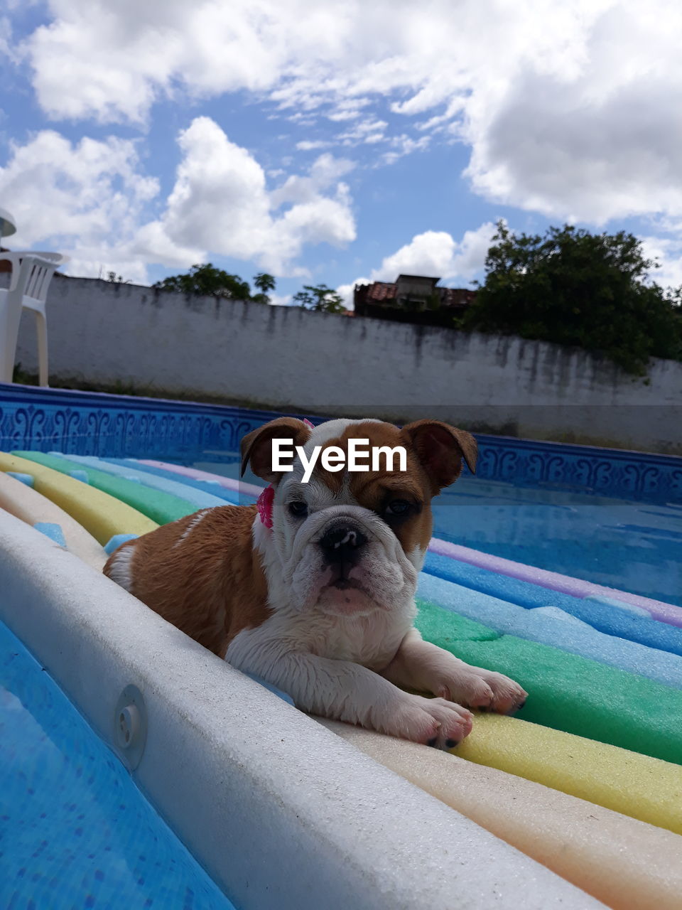PORTRAIT OF DOG SITTING IN SWIMMING POOL