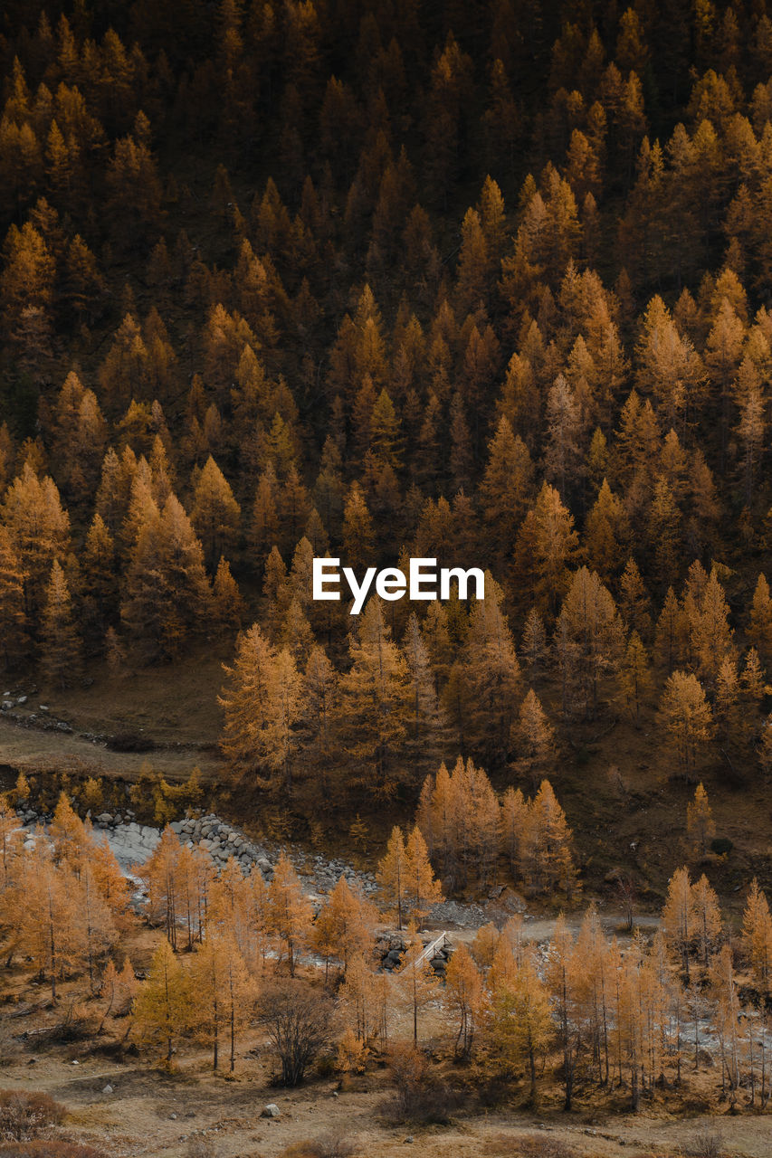 Trees in forest during autumn