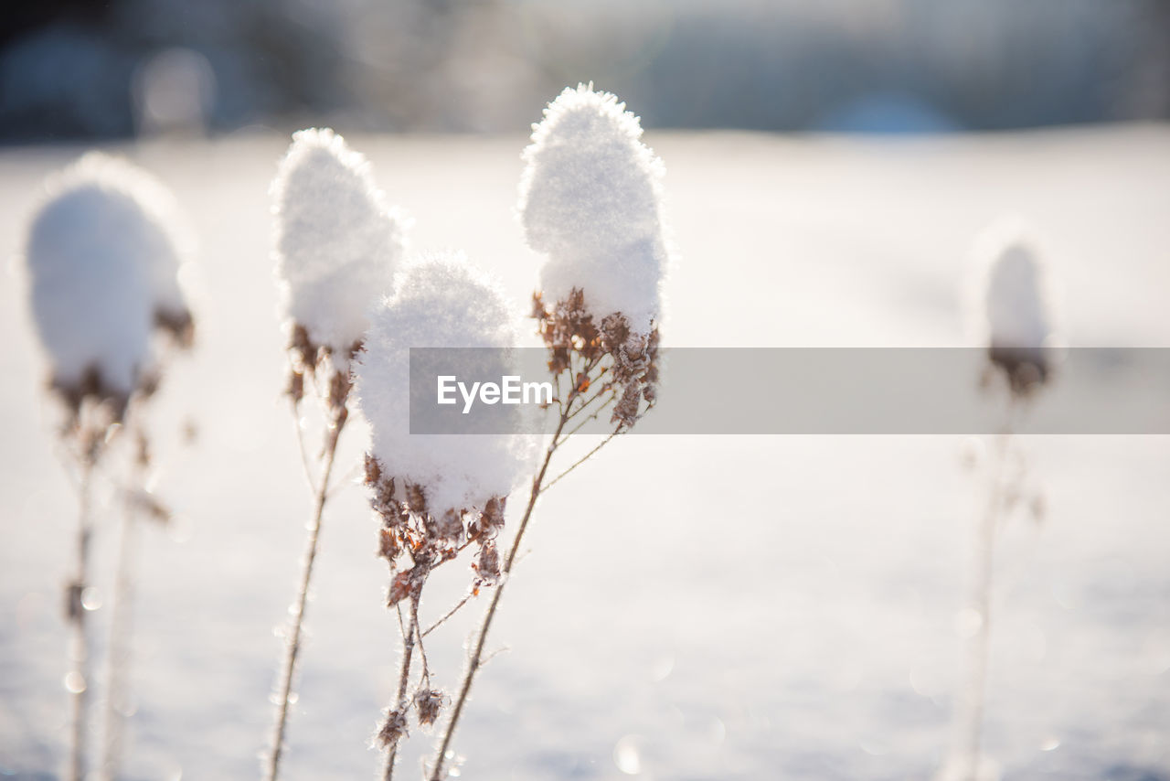 Close-up of frozen plant