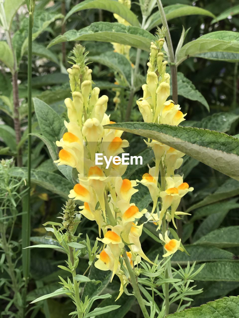 CLOSE-UP OF YELLOW FLOWERS ON FIELD