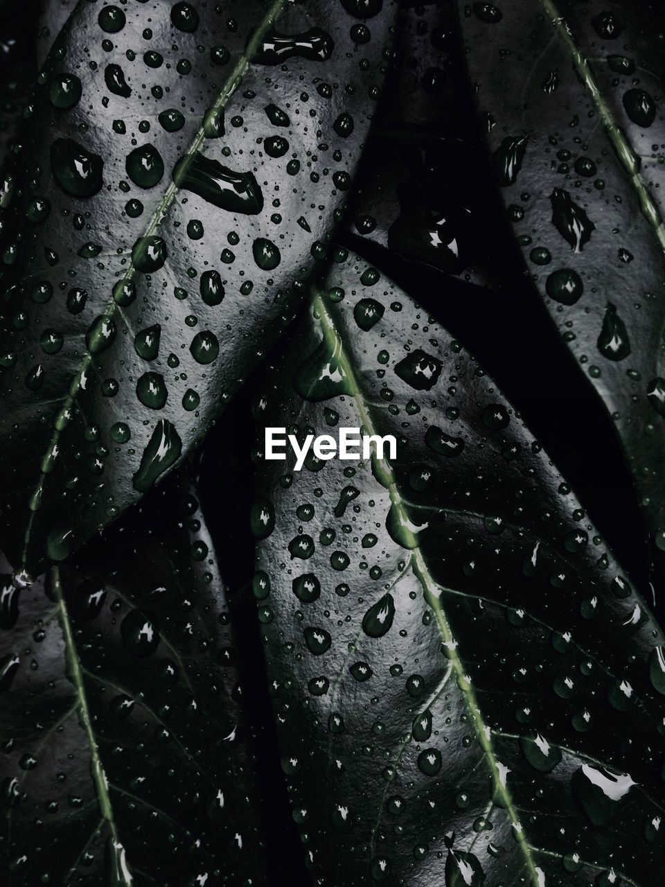 Close-up of raindrops on leaves