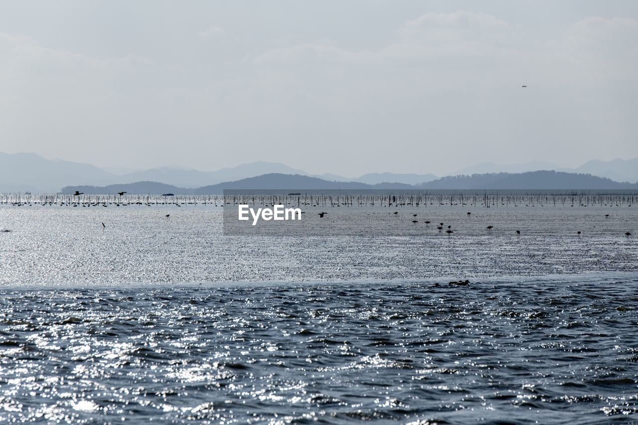 FLOCK OF BIRDS IN SEA AGAINST SKY