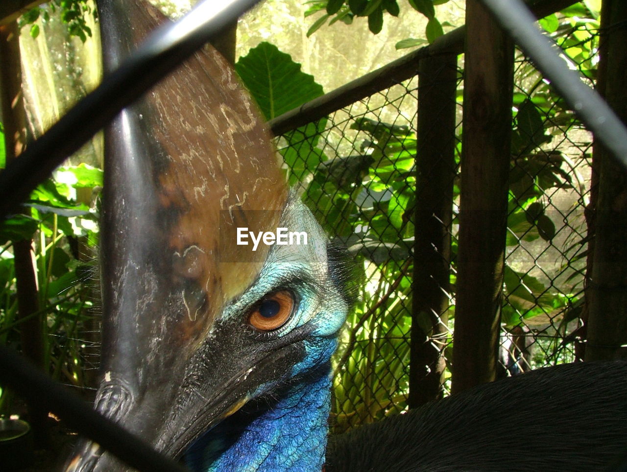 Under the threatening eye of a cassowary.