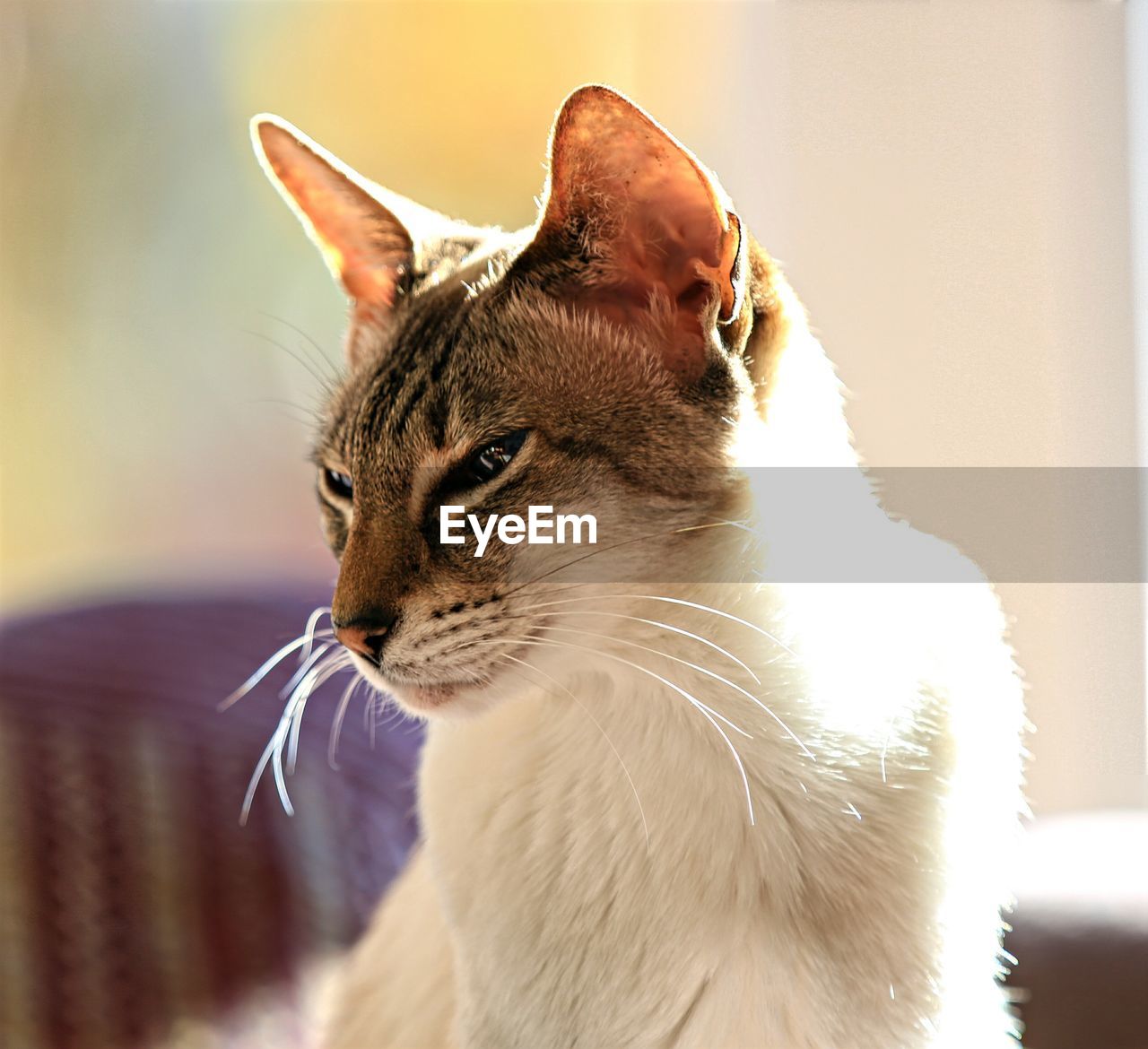 Close-up portrait of cat sitting