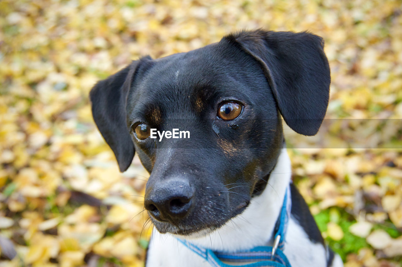 Cute smal black and white dog