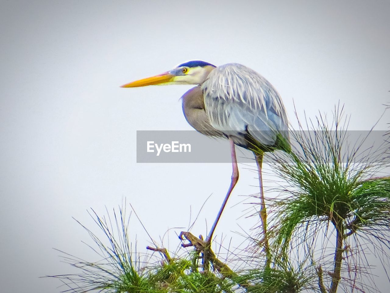 VIEW OF BIRD PERCHING ON PLANT