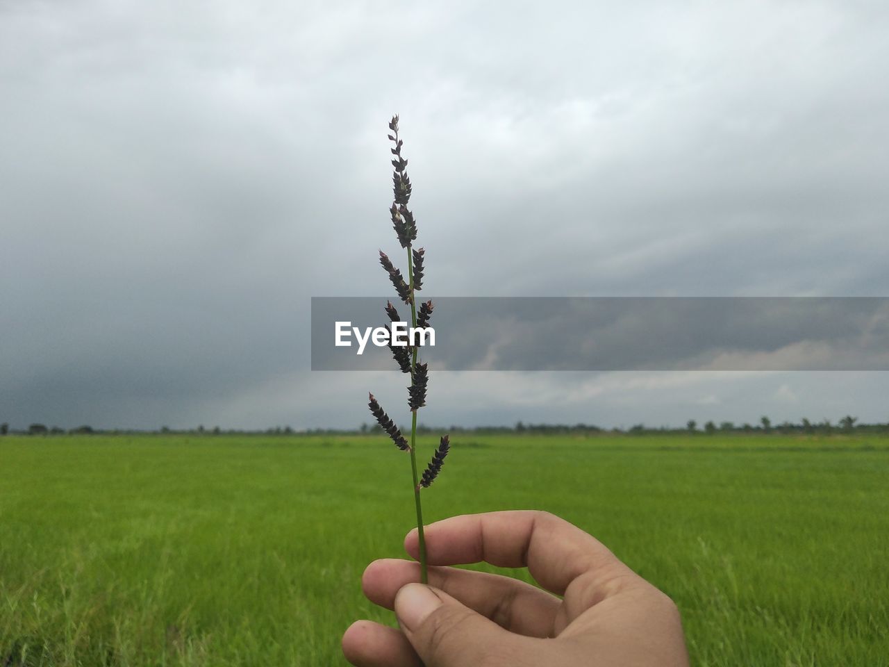 grass, hand, plant, sky, field, cloud, agriculture, nature, environment, landscape, grassland, tree, one person, wind, land, rural scene, crop, prairie, growth, meadow, holding, personal perspective, green, beauty in nature, soil, plain, day, outdoors, flower, cereal plant, lawn, adult, finger, horizon, rural area