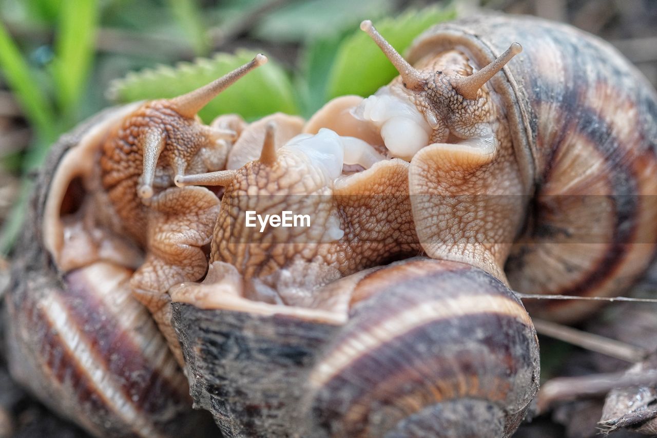 CLOSE-UP OF SNAIL IN THE ANIMAL