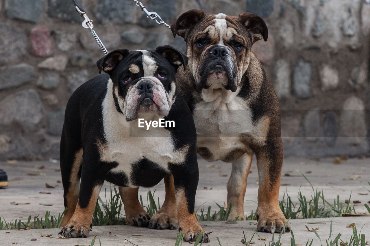 PORTRAIT OF DOG STANDING ON GROUND