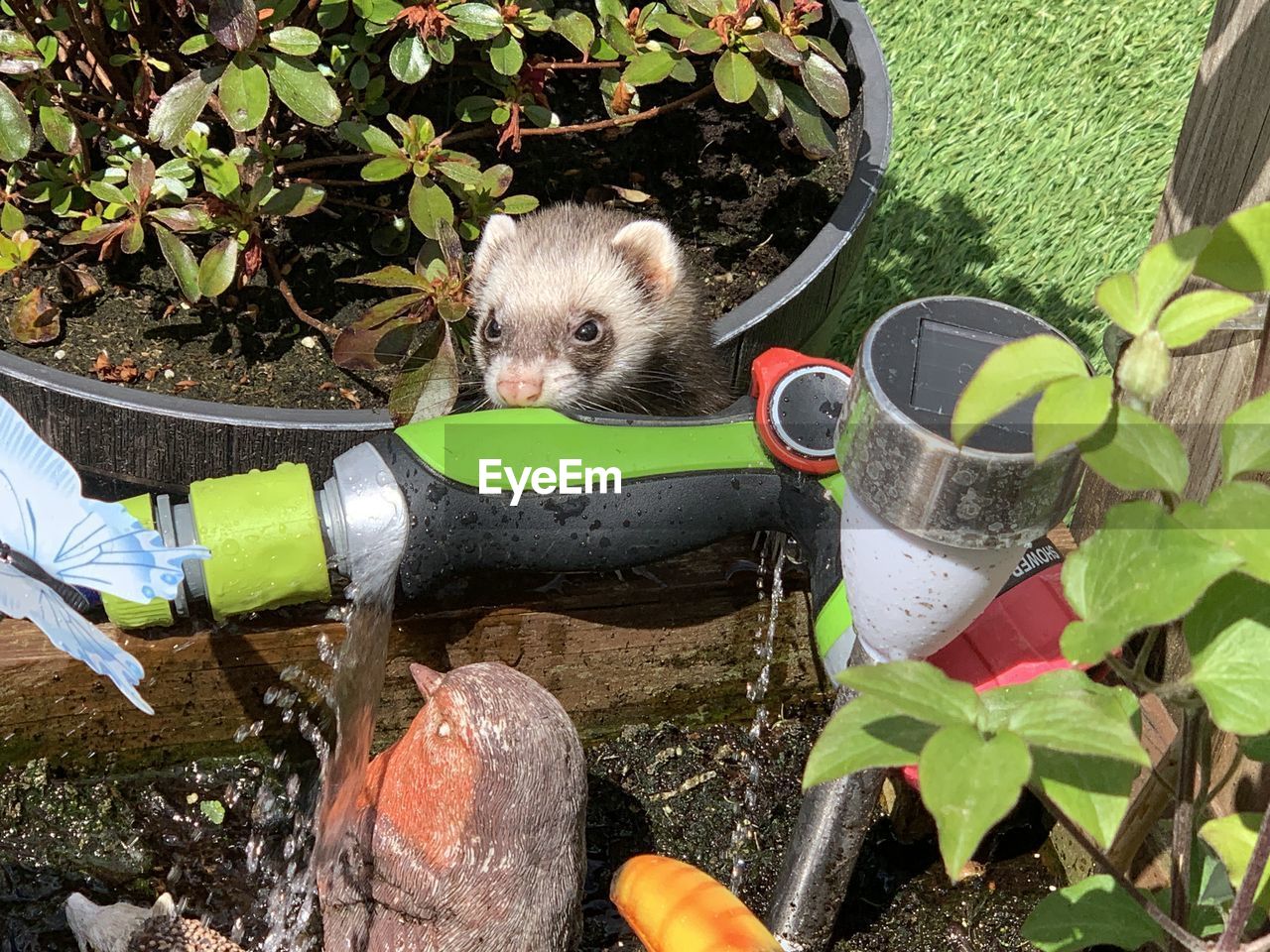 PORTRAIT OF AN ANIMAL DRINKING WATER FROM A PLANT