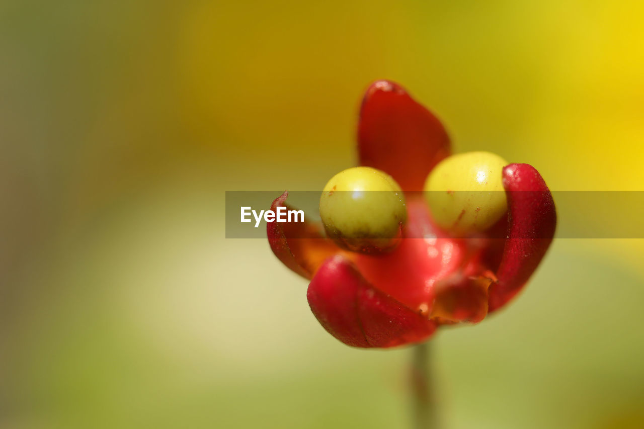 CLOSE-UP OF RED BERRIES