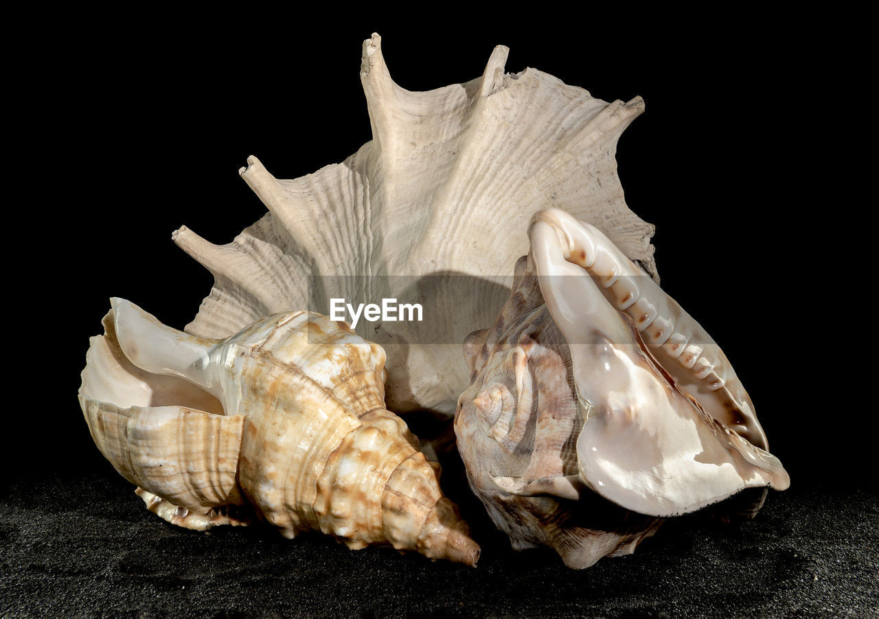 conch, shell, black background, animal, studio shot, animal wildlife, animal shell, animal themes, wind instrument, seashell, no people, nature, close-up, indoors, cockle, cut out, sea