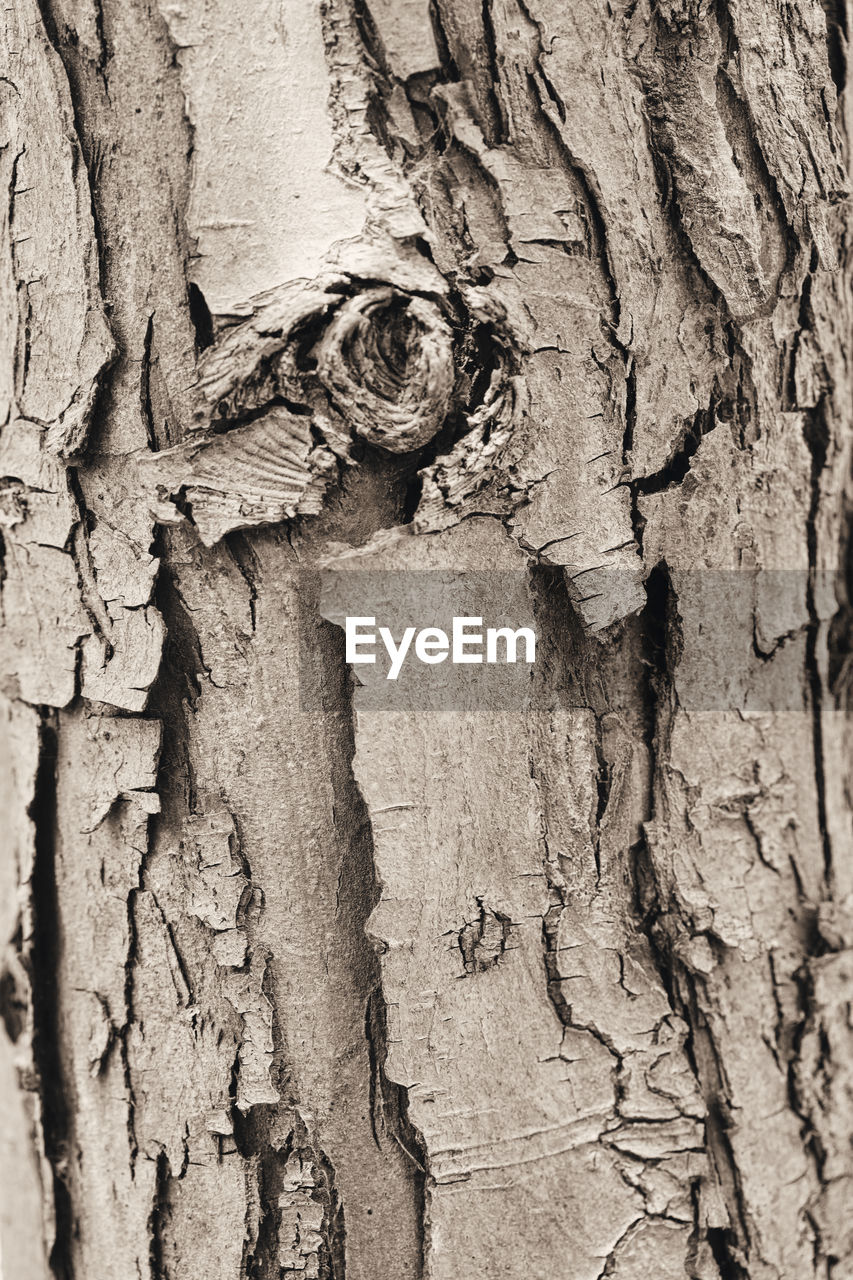 CLOSE-UP OF TREE BARK