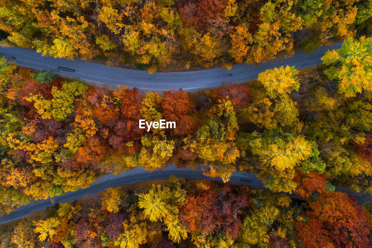 Aerial view of road amidst trees in forest during autumn