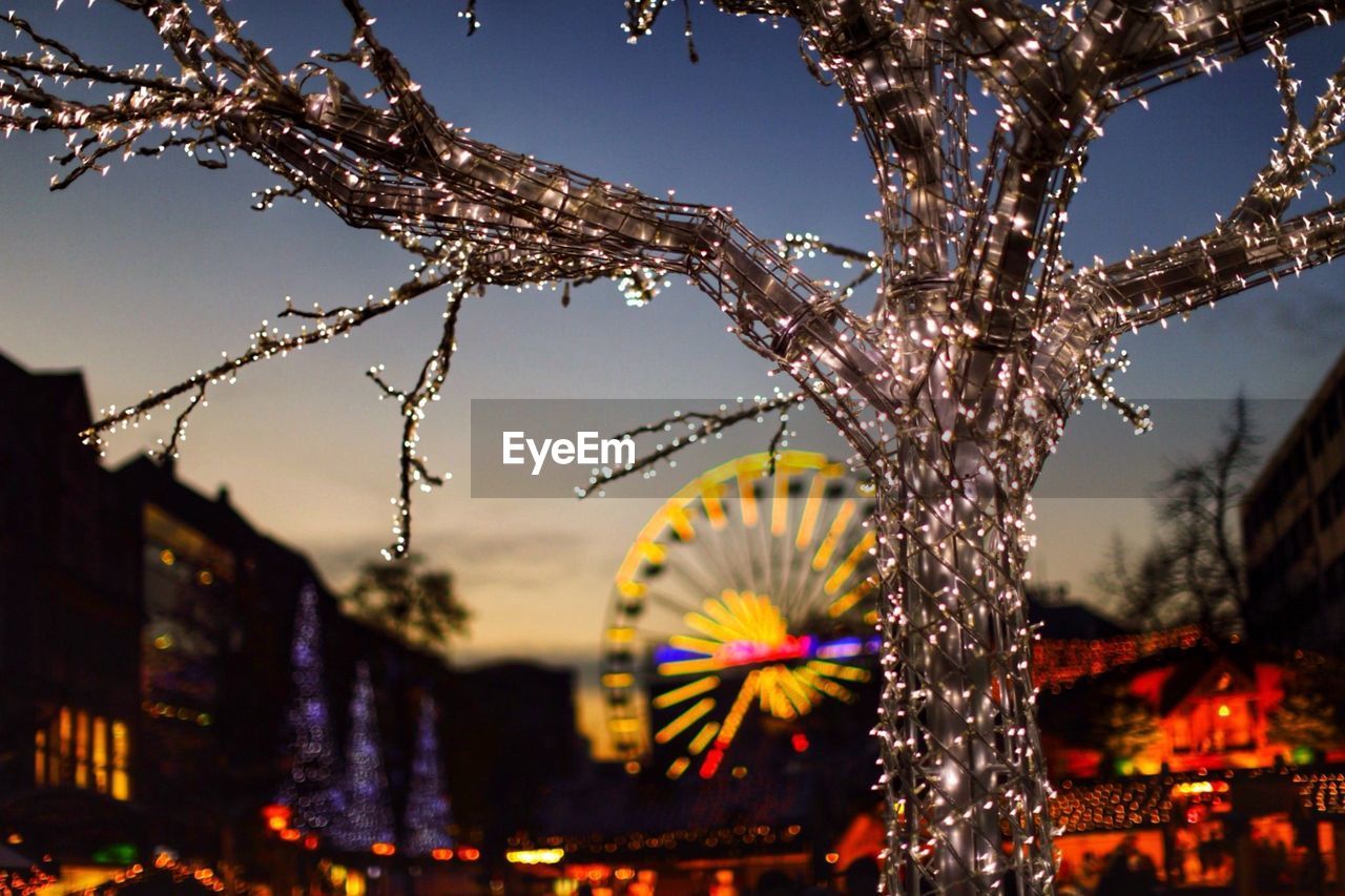 Bare tree decorated with christmas lights at night