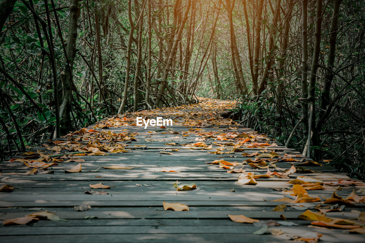 Fallen leaves on boardwalk in forest during autumn