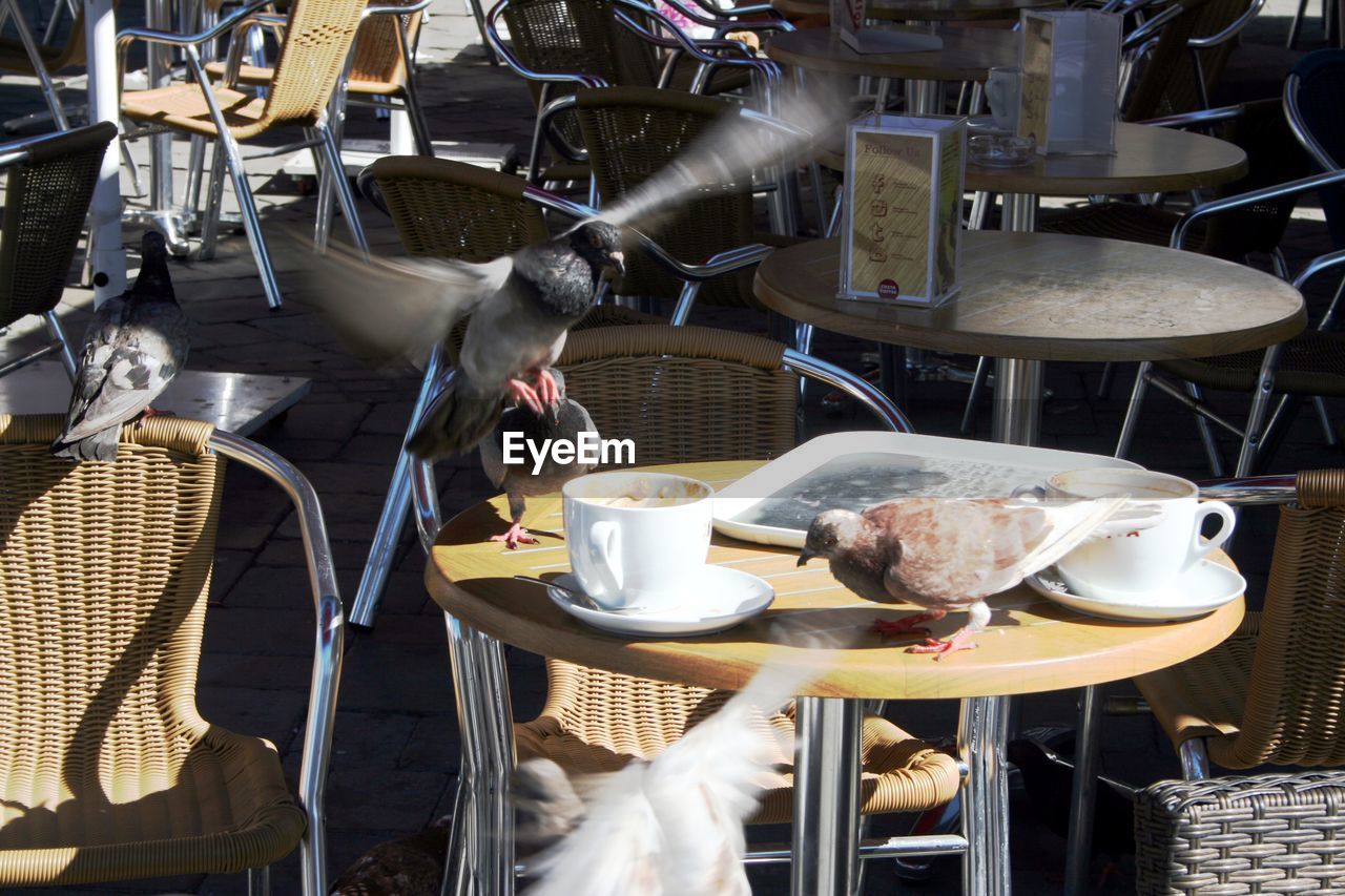 Birds perching on table at cafe