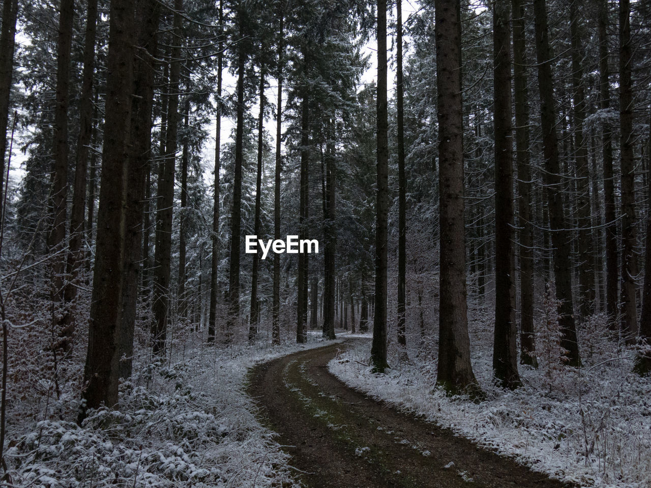 Road amidst trees in forest