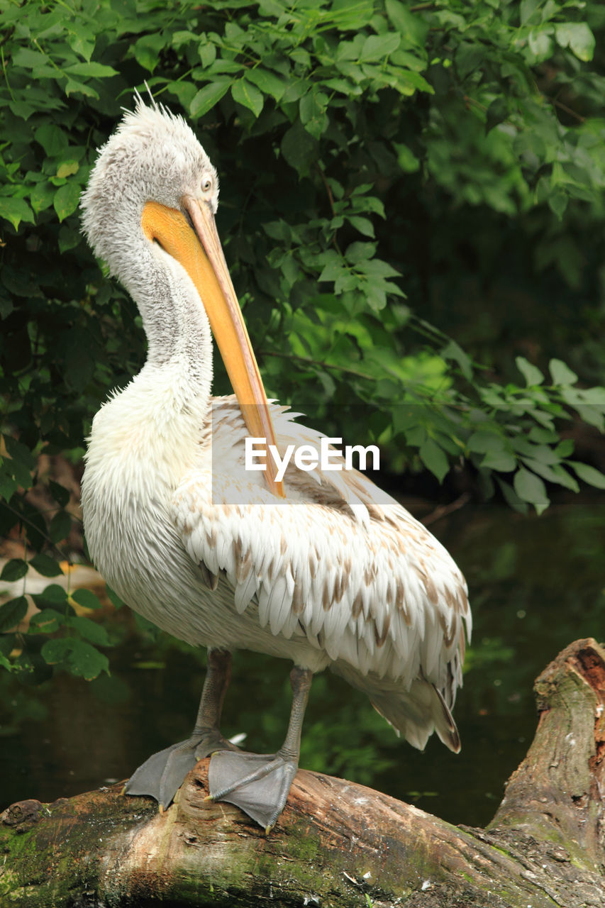 CLOSE-UP OF PELICAN