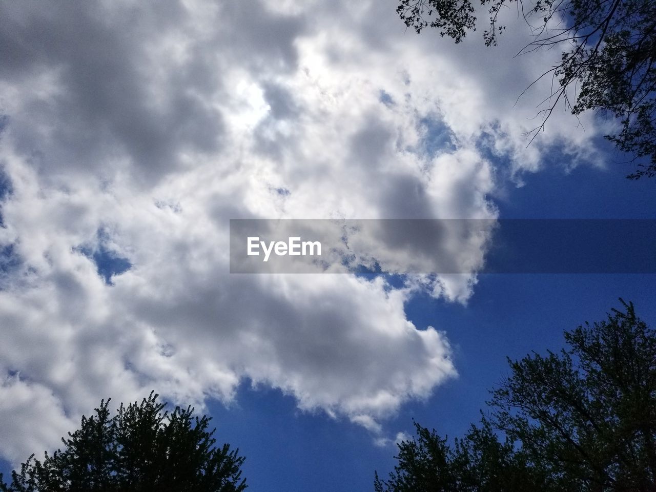 LOW ANGLE VIEW OF TREE AGAINST SKY