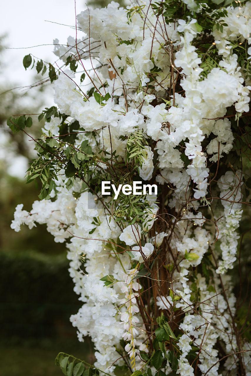 close-up of cherry blossom tree