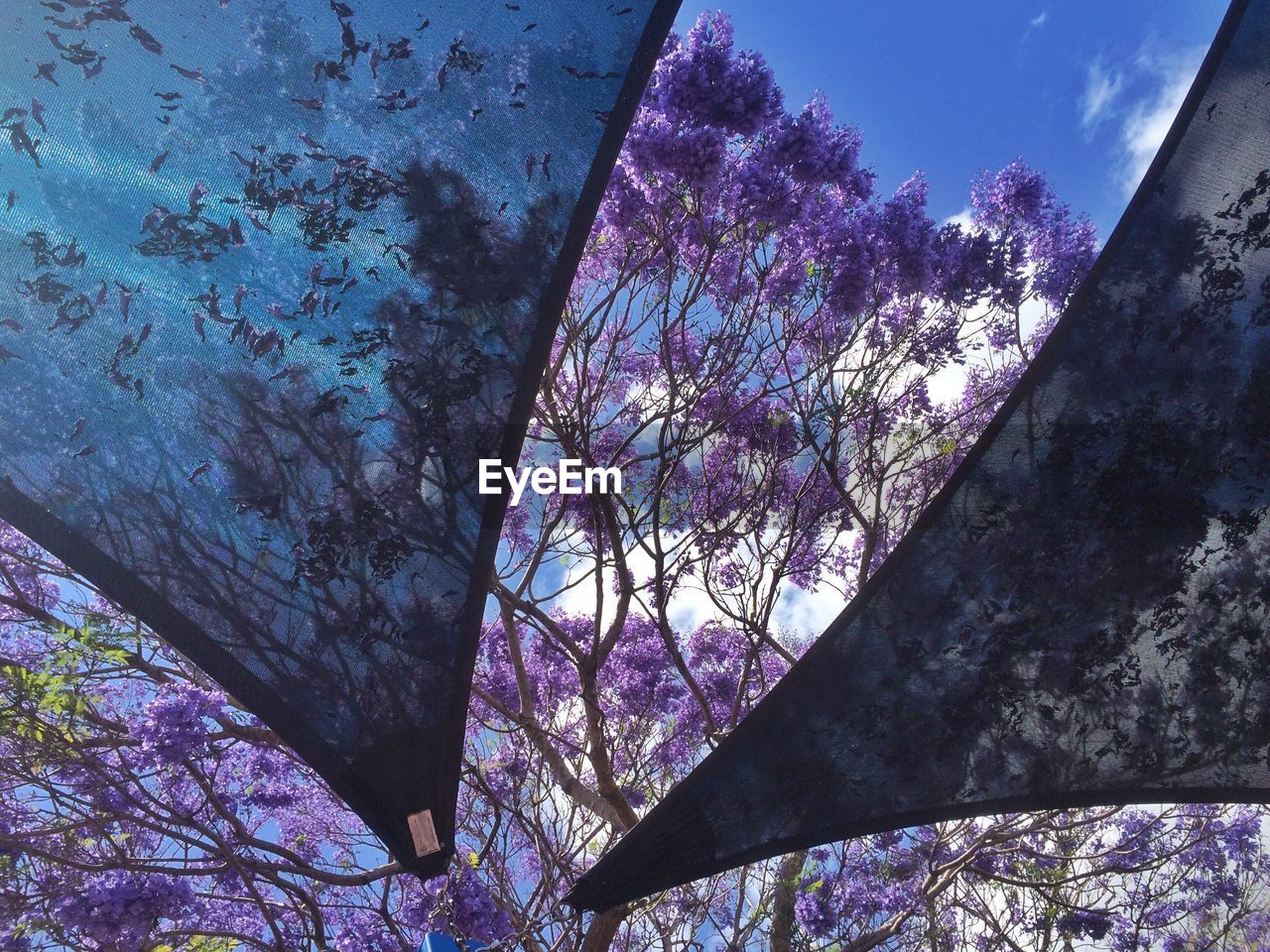 Low angle view of purple flowering trees seen through fabrics