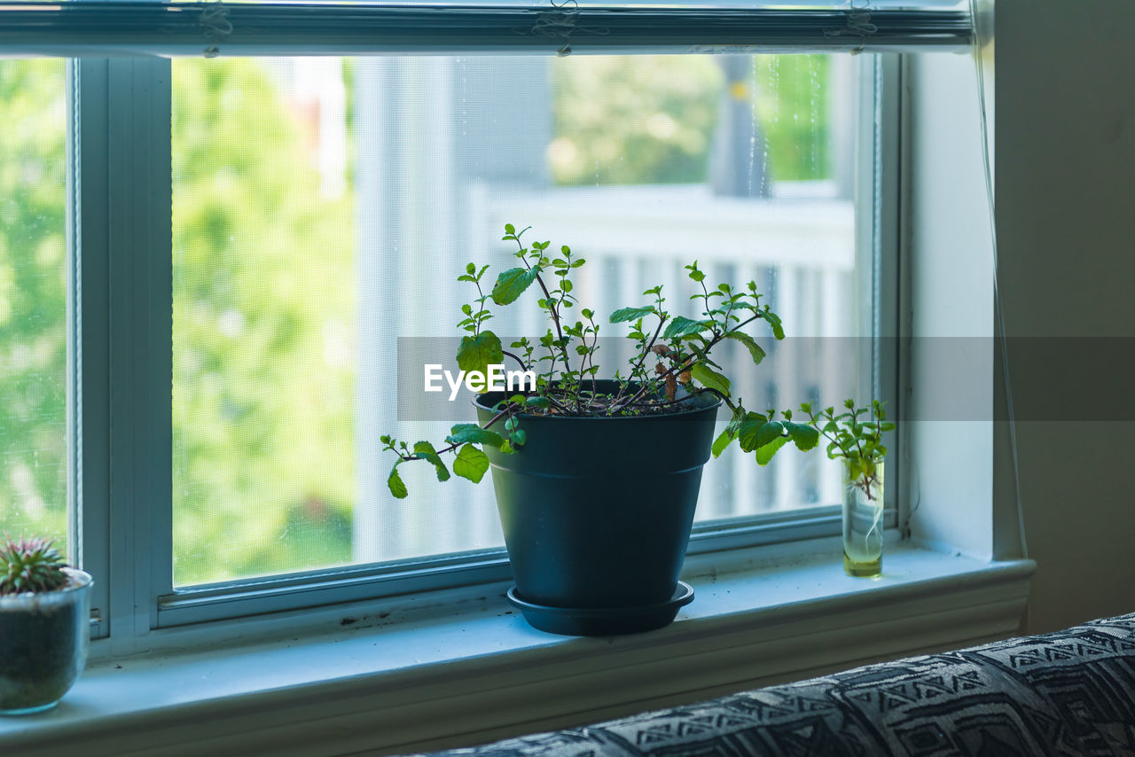 POTTED PLANTS ON WINDOW SILL AT HOME