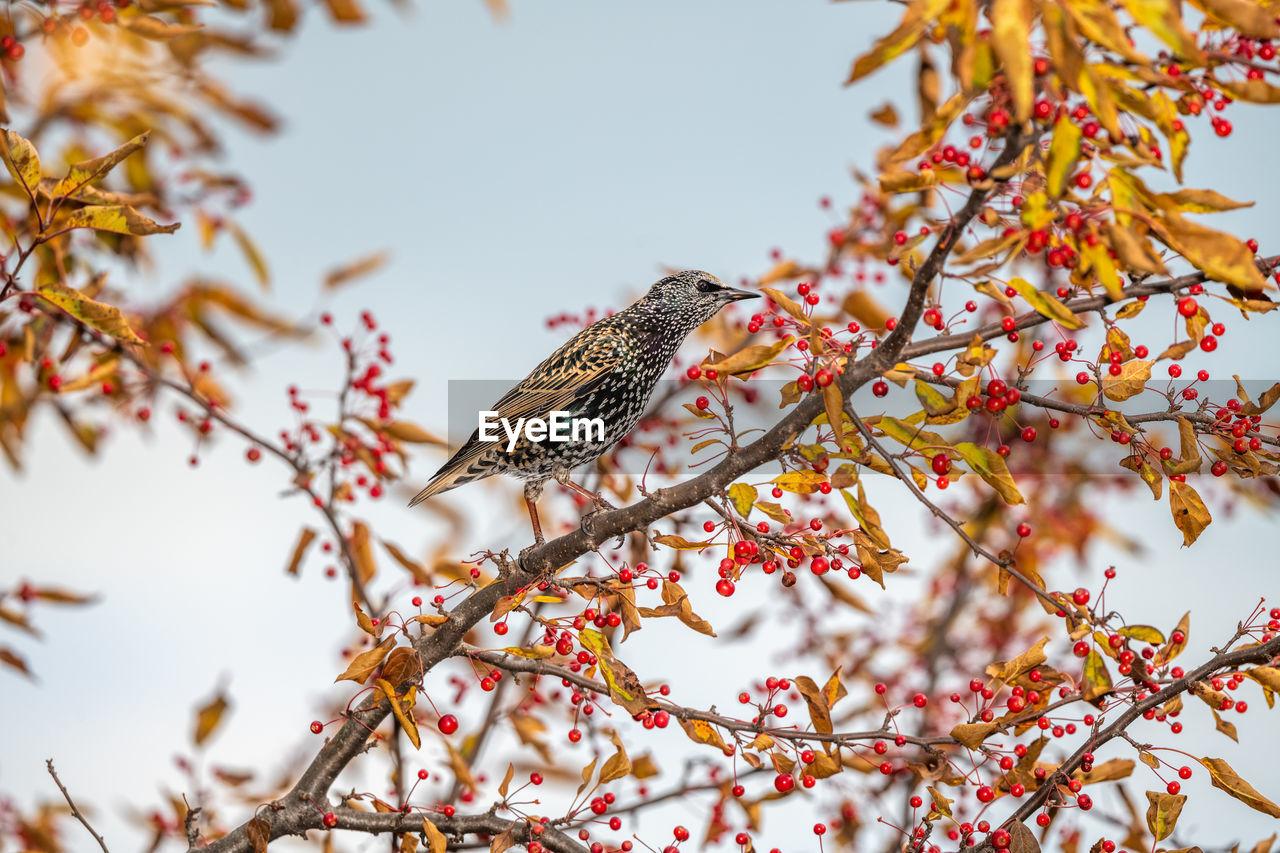 LOW ANGLE VIEW OF BIRD PERCHING ON BRANCH