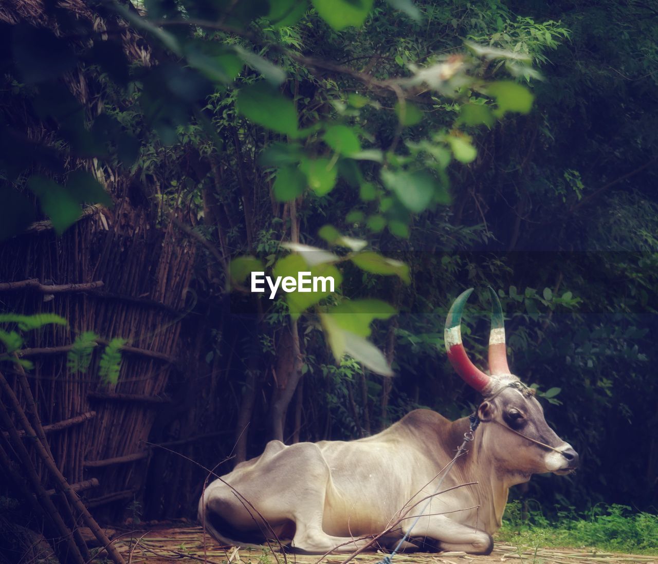 Cow standing in a field, cow, nature, infront of home, nature, family member, village, tamilnadu, 