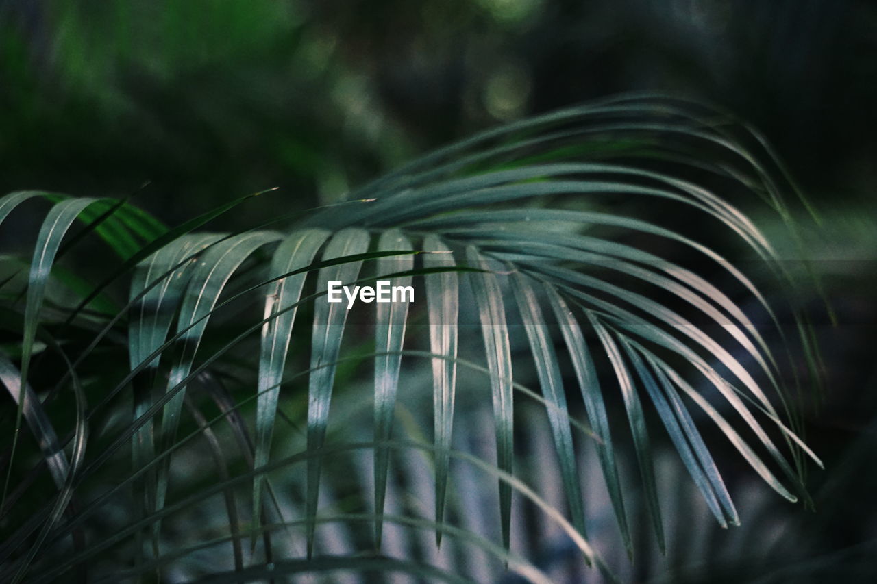 Close-up of palm tree leaves