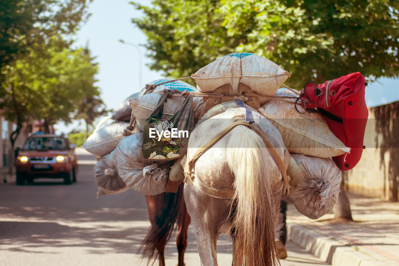 Horse carrying luggage outdoors