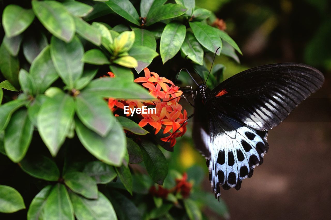 Close-up of butterfly on plant