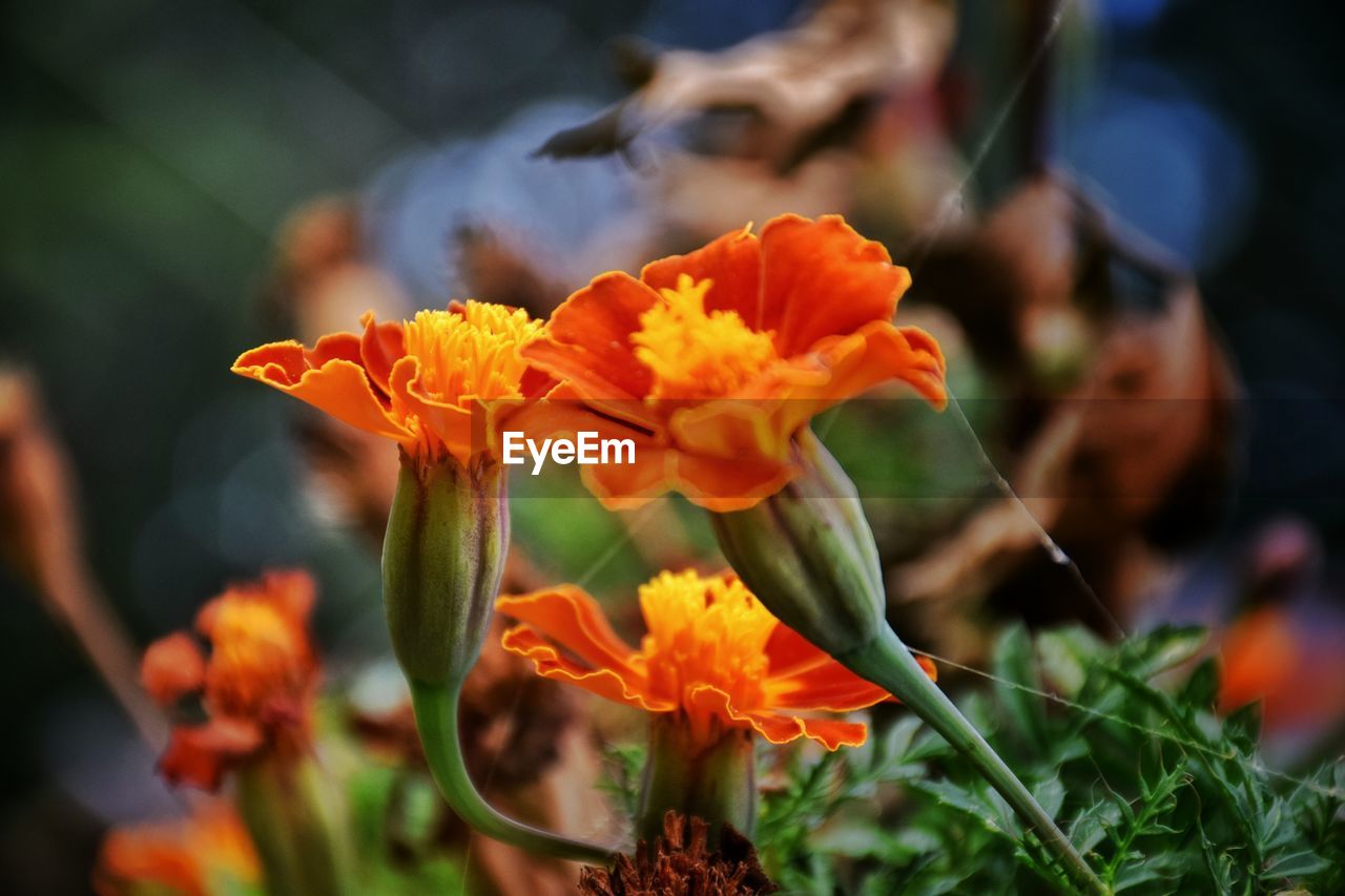 CLOSE-UP OF PURPLE FLOWERS